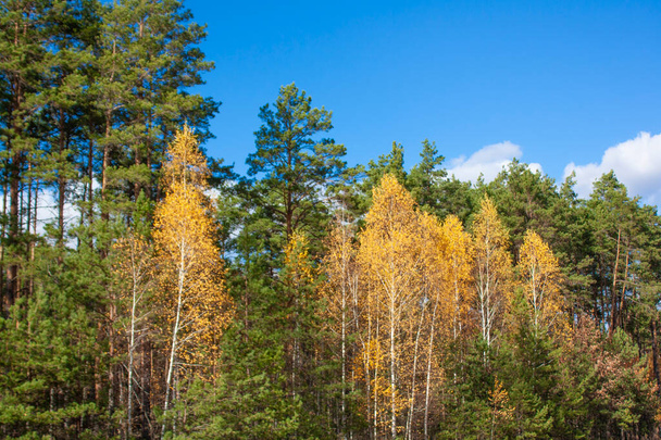 A beautiful autumn forest against a blue sky with clouds. Green pines and yellow birches in a forest clearing. - Photo, image