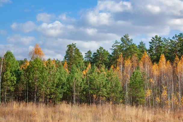 There are many young trees in the autumn forest. Yellow birches and green pines under a blue sky with white clouds. Autumn landscape. - Фото, зображення