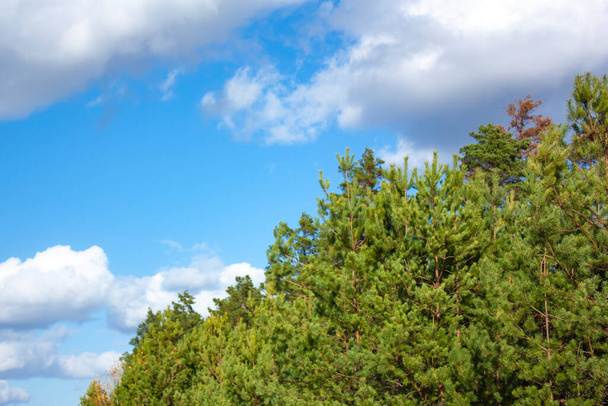 Vrcholky zelených jehličnatých stromů proti modré obloze s bílými mraky. Zelený les za jasného slunečného dne. - Fotografie, Obrázek
