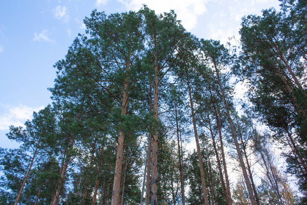 Κομμάτια από νεαρά πεύκα στο φθινοπωρινό δάσος ενάντια στον γαλάζιο ουρανό. Φθινοπωρινό τοπίο Κάτω όψη. - Φωτογραφία, εικόνα