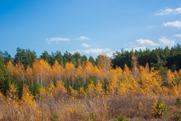 Young trees in the autumn forest. There are many yellow birches and green pines under a blue sky. Autumn landscape. - Photo, Image