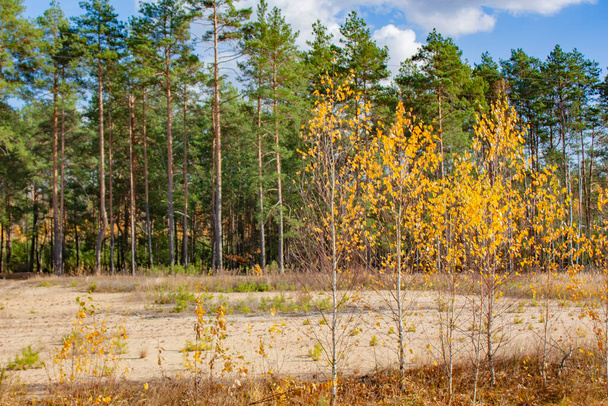 Young trees in the autumn forest. Yellow birches and green pines in a forest clearing. Autumn landscape. - Фото, зображення