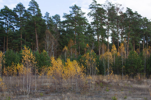 Young yellow birches on the background of a tall, green, coniferous forest. Autumn landscape. - Foto, Bild