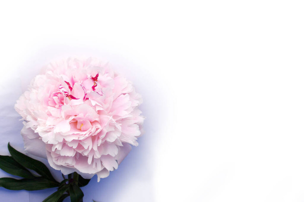 flor de peonía rosa completa florecen en blanco con espacio de copia - Foto, imagen