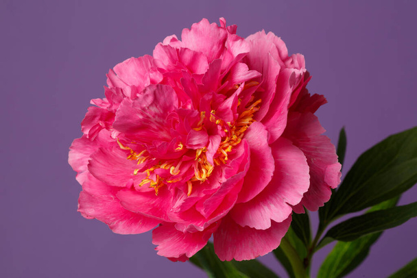 Bright pink peony flower isolated on purple background. - Foto, imagen