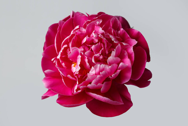 Красива яскраво-рожева квітка півонії ізольована на сірому фоні
. - Фото, зображення