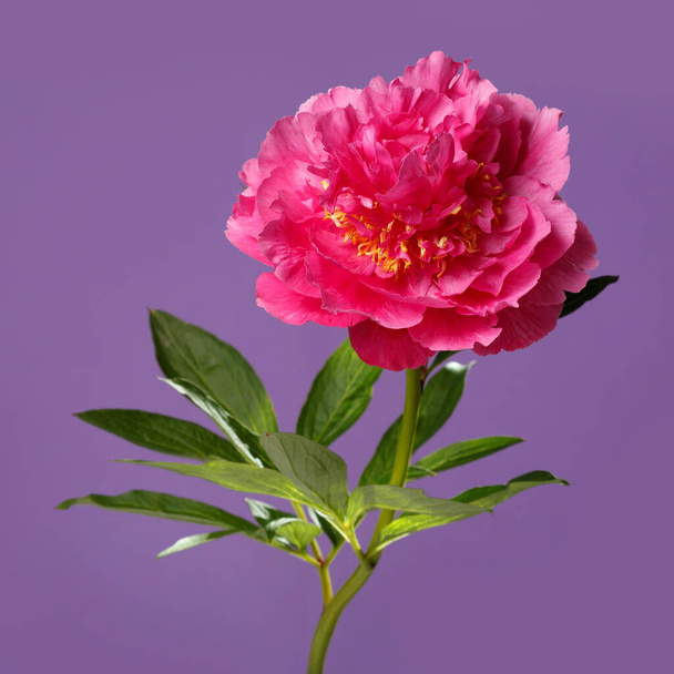Bright pink peony flower isolated on purple background. - Fotografie, Obrázek