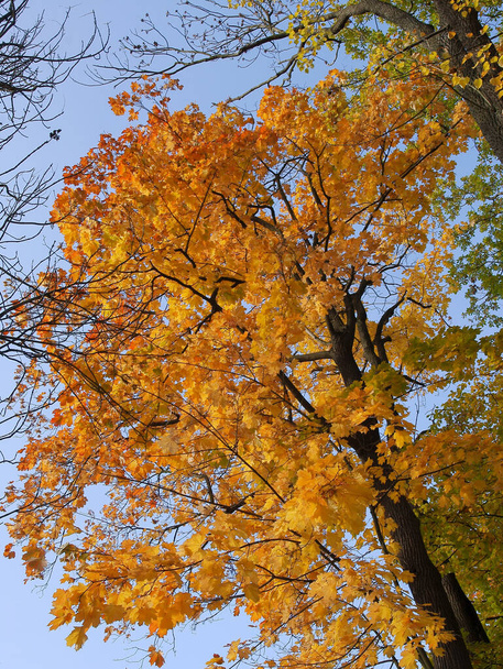 yellow and orange foliage of deciduous trees at autumn scenic - Photo, image
