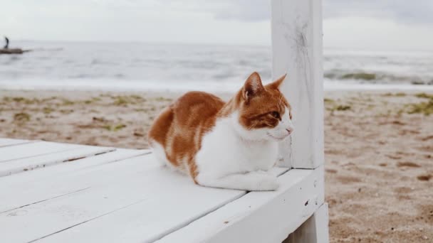 αξιολάτρευτο ενήλικα κοκκινομάλλα λευκό γούνα γάτα κάθεται στην παραλία ή τον ωκεανό και απολαμβάνοντας την όμορφη θέα - Πλάνα, βίντεο