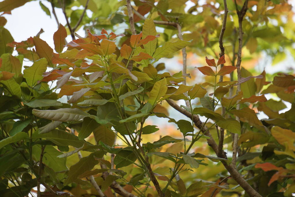 Schleichera oleosa (chiamato anche albero di gomma-lacca, lacca indiana, lacca malese, albero di olio di Macassar, quercia di Ceylon) sull'albero. Questa pianta utilizzata per colorare stoffa - Foto, immagini