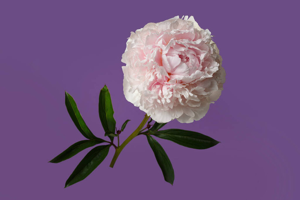 Delicate pale pink peony isolated on purple background. - Фото, зображення