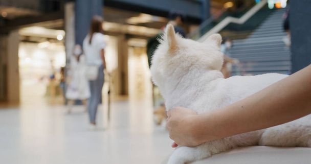 Centro comercial Pet Friendly con perro pomerania blanco - Foto, Imagen