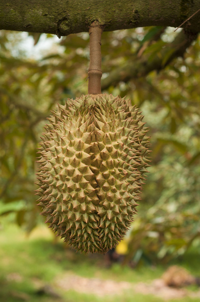 Durian on the tree - Foto, afbeelding