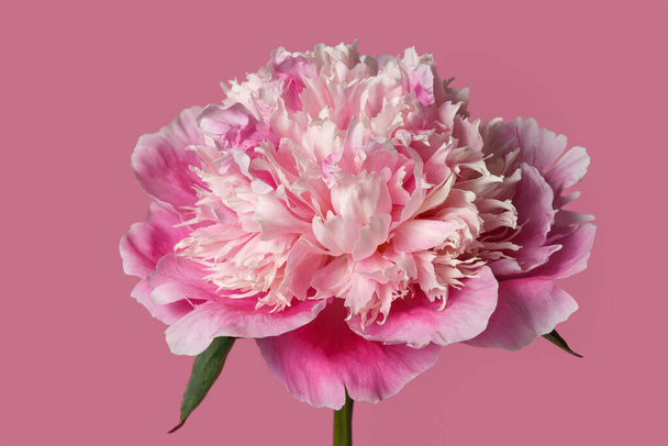 Delicate pink peony flower isolated on pink background. - Zdjęcie, obraz