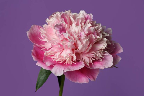 Ніжна рожева квітка півонії ізольована на фіолетовому фоні
. - Фото, зображення