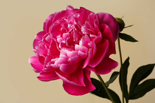 Beautiful wine-red rose-shaped peony flower isolated on beige background. - Photo, Image