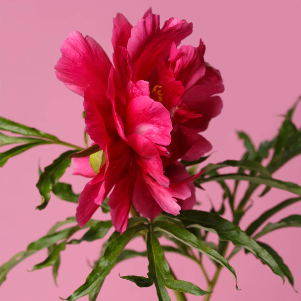 Bright pink peony flower isolated on a pink background. - Foto, Imagem
