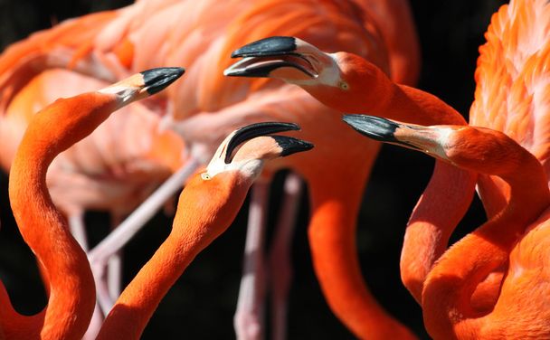 Flamingók - Fotó, kép