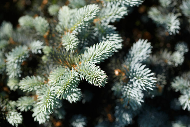 Natural wallpaper branches of blue spruce, close. - Foto, Bild
