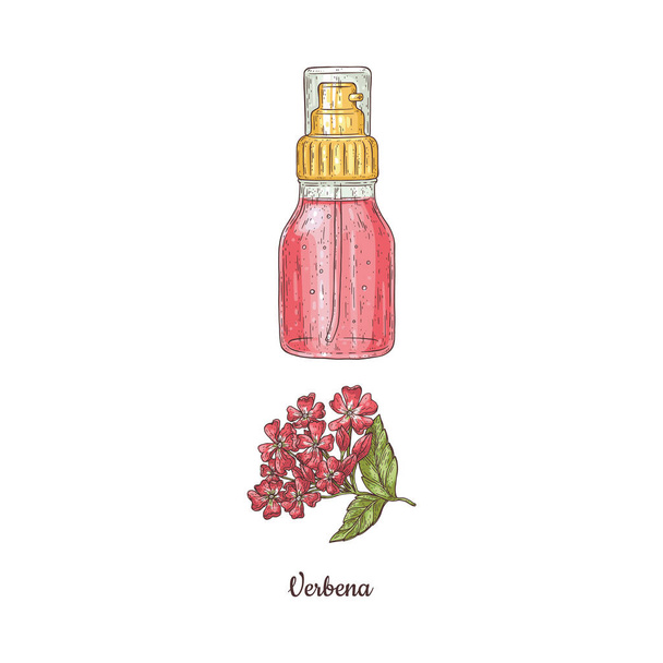 Aromatic oil with verbena in glass transparent bottle in sketch vector - ベクター画像