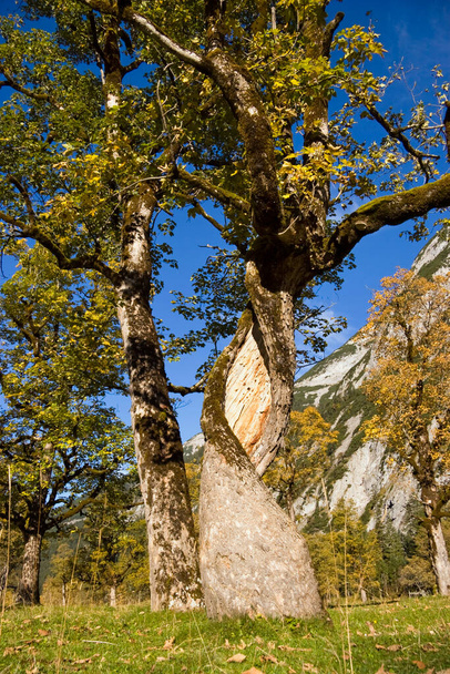 őszi színek a hegyekben, Sycamore Maples, Acer pseudoplatanus, Alpok, Ausztria, Európa - Fotó, kép
