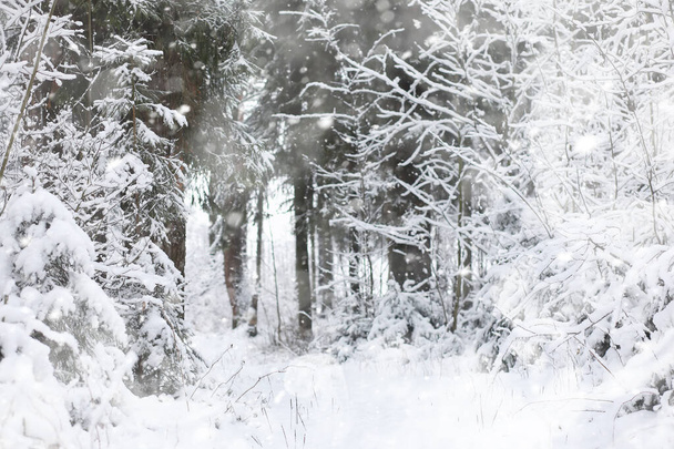 Paisaje invernal. Bosque bajo la nieve. Parque de invierno. - Foto, Imagen