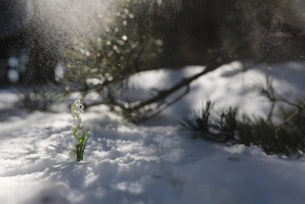 Первый весенний цветок. Снеговик в лесу. Весна солнечный день в лесу. - Фото, изображение