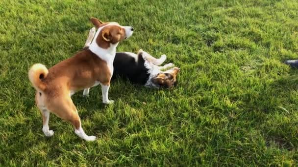 Obediente mista raça fêmea cão mostra basenji macho cão como executar comando mestre para rastejar  - Filmagem, Vídeo