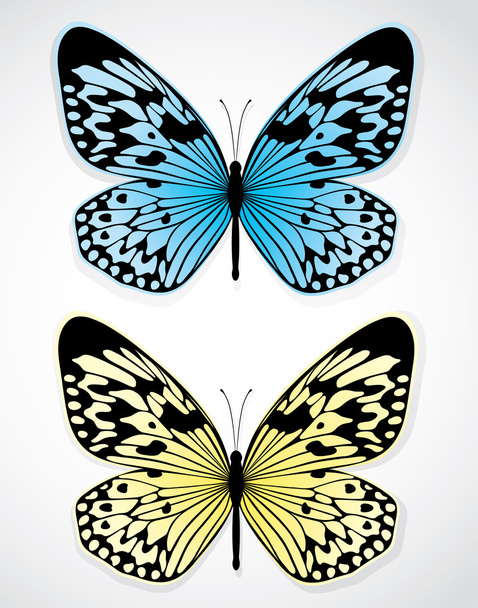 Butterfly - Vector, afbeelding