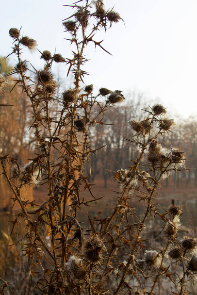 Сухі квіти і стебла лопуха в калюжі в розчищенні біля озера. Вибірковий фокус
. - Фото, зображення