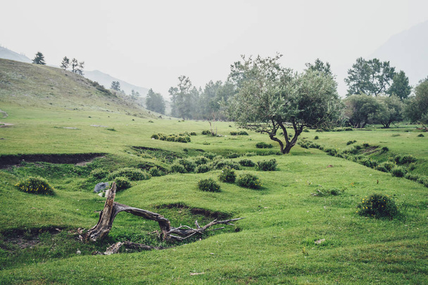 Зеленый туманный вид на красивую вербу среди холмов и тумана. Винтажный горный пейзаж с деревьями среди растительности в тумане. Ива в горах. Атмосферный туманный пейзаж. - Фото, изображение
