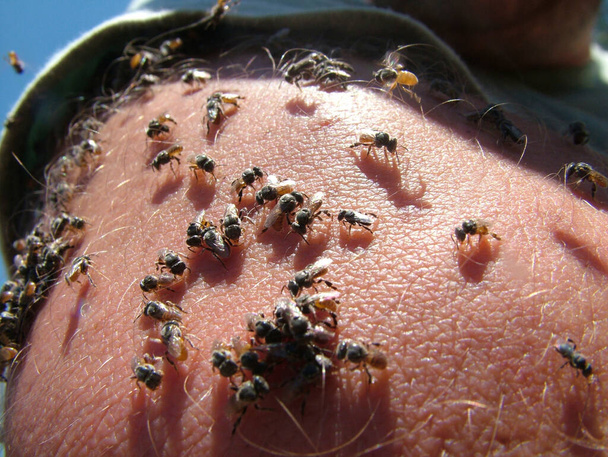 人間の汗からミネラルを収集するために皮膚に集まる無数の小さな蜂 - 写真・画像