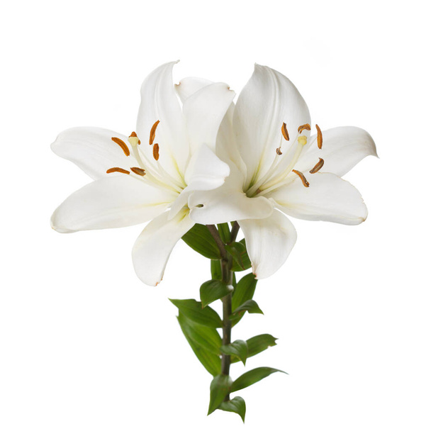 Delicate flowers of a white lily isolated on a white background. - Fotografie, Obrázek
