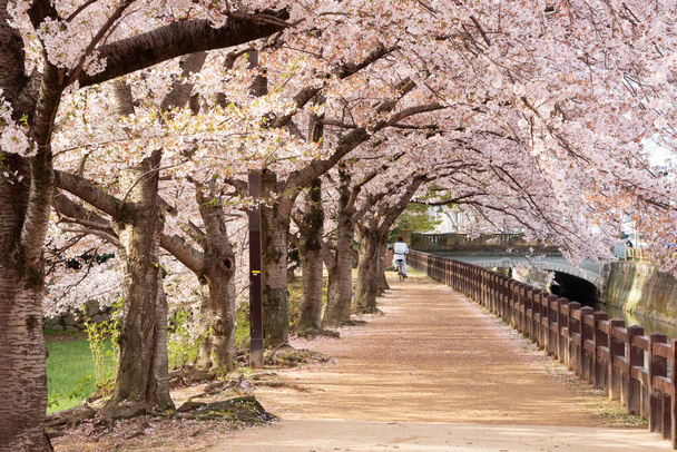 Himeji, Giappone Passerella del parco primaverile con fiori di ciliegio
. - Foto, immagini