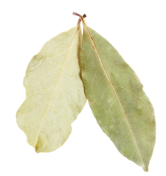 laurel leaves - Foto, imagen