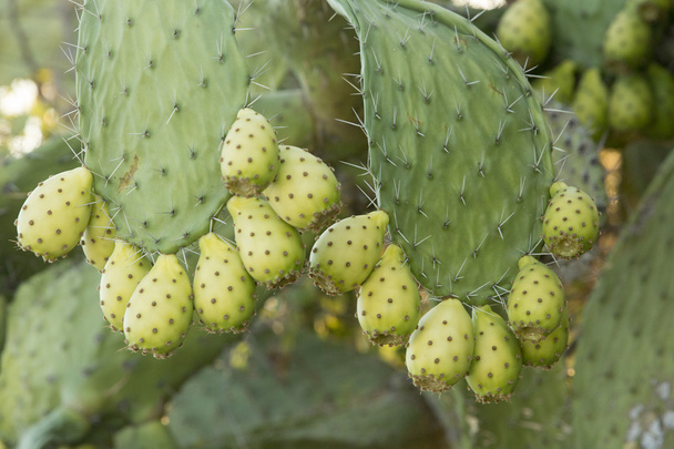 Fruta de cacto de pêra espinhosa
 - Foto, Imagem