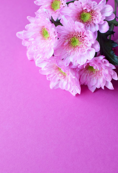 Beautiful pink in full bloom on pink background. Copy spase. Flat lay - Foto, imagen