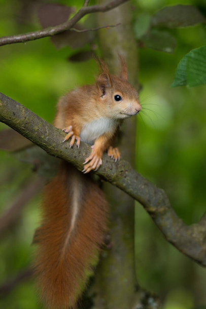 Le jeune écureuil est assis dans un arbre  - Photo, image