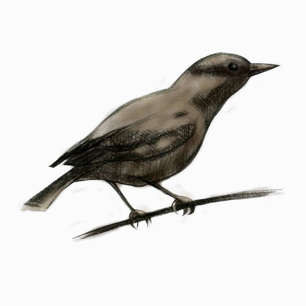Pencil illustration oriole. Sitting forest bird drawn with a pencil. - Φωτογραφία, εικόνα