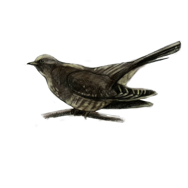Pencil illustration cuckoo. Sitting forest bird drawn with a pencil. - Фото, изображение