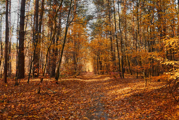The forest road is covered with yellow leaves. Autumn landscape. Sunny morning. Orange deciduous trees. - Foto, Imagen