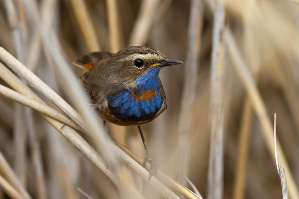 male Bluethroat red star-shaped sitting on a branch cane - Photo, Image
