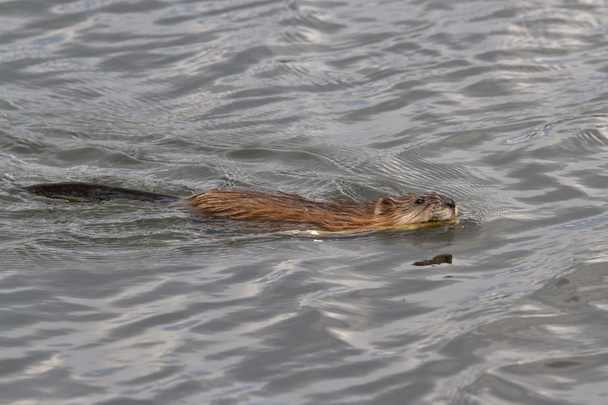 rat musqué qui flotte sur le lac avec une tige de canne dans les dents
 - Photo, image