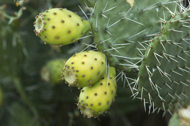 Prickly Pear Cactus Fruit - Photo, Image