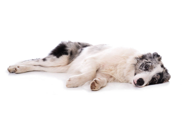 border collie hond geïsoleerd op witte achtergrond - Foto, afbeelding