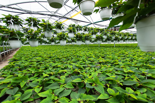 Énorme couche de fleurs de poinsettia poussant dans une grande serre industrielle - plates-formes de croissance surélevées remplies de plantes en pot - Photo, image