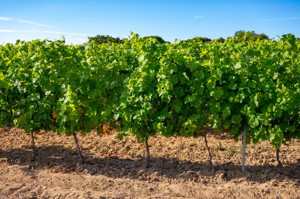 Vinařství v departementu Var v Provence-Alpes-Cote d 'Azur regionu jihovýchodní Francie, vinice v červenci s mladými zelenými hrozny v blízkosti města Saint-Tropez, cotes de Provence víno. - Fotografie, Obrázek