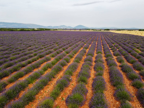 Touristic destination in South of France, aerial view on colorful aromatic lavender and lavandin fields in blossom in July on plateau Valensole, Provence. - 写真・画像