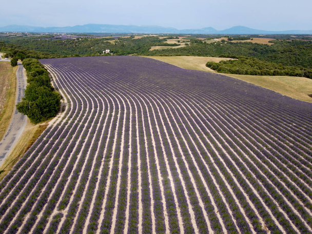 Destino turístico no sul da França, vista aérea sobre lavanda aromática colorida e campos de lavanda em flor em julho no planalto Valensole, Provence. - Foto, Imagem
