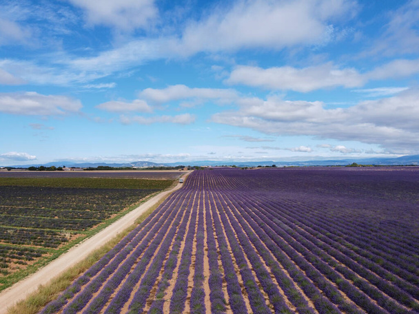 Touristic destination in South of France, aerial view on colorful aromatic lavender and lavandin fields in blossom in July on plateau Valensole, Provence. - Фото, изображение